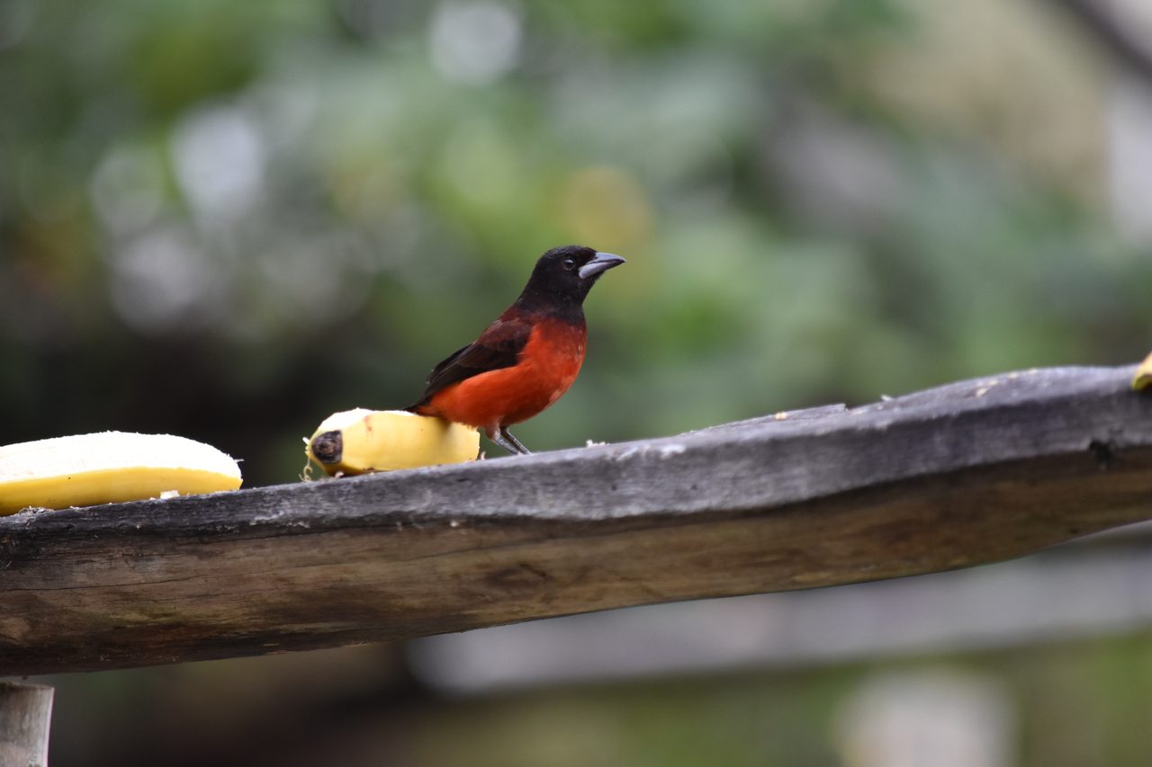 Escape the city and spend the weekend visiting Cerro Quininí, Tibacuy, just outside of Bogotá
