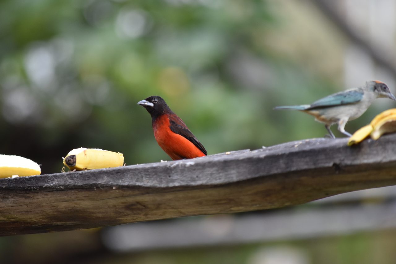 Escape the city and spend the weekend visiting Cerro Quininí, Tibacuy, just outside of Bogotá