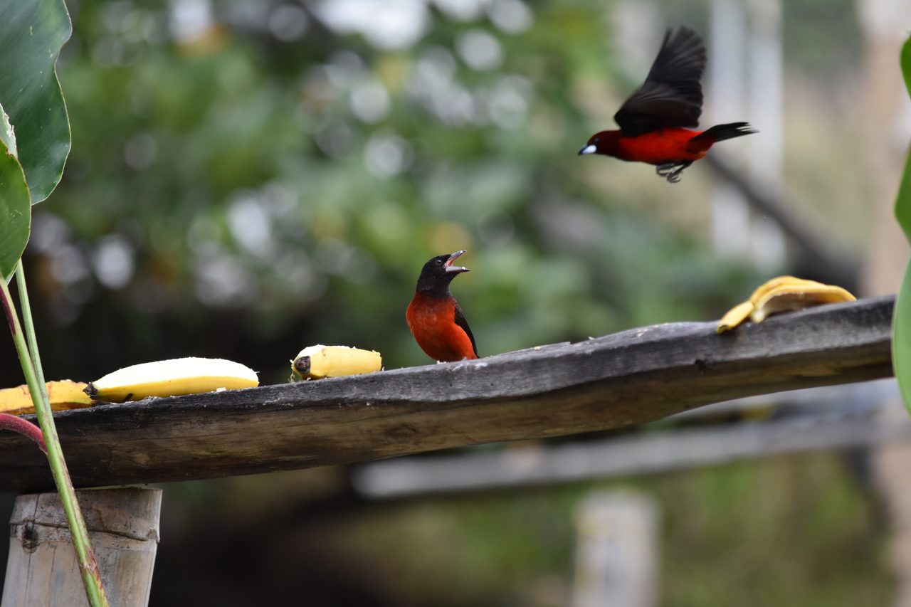 Escape the city and spend the weekend visiting Cerro Quininí, Tibacuy, just outside of Bogotá