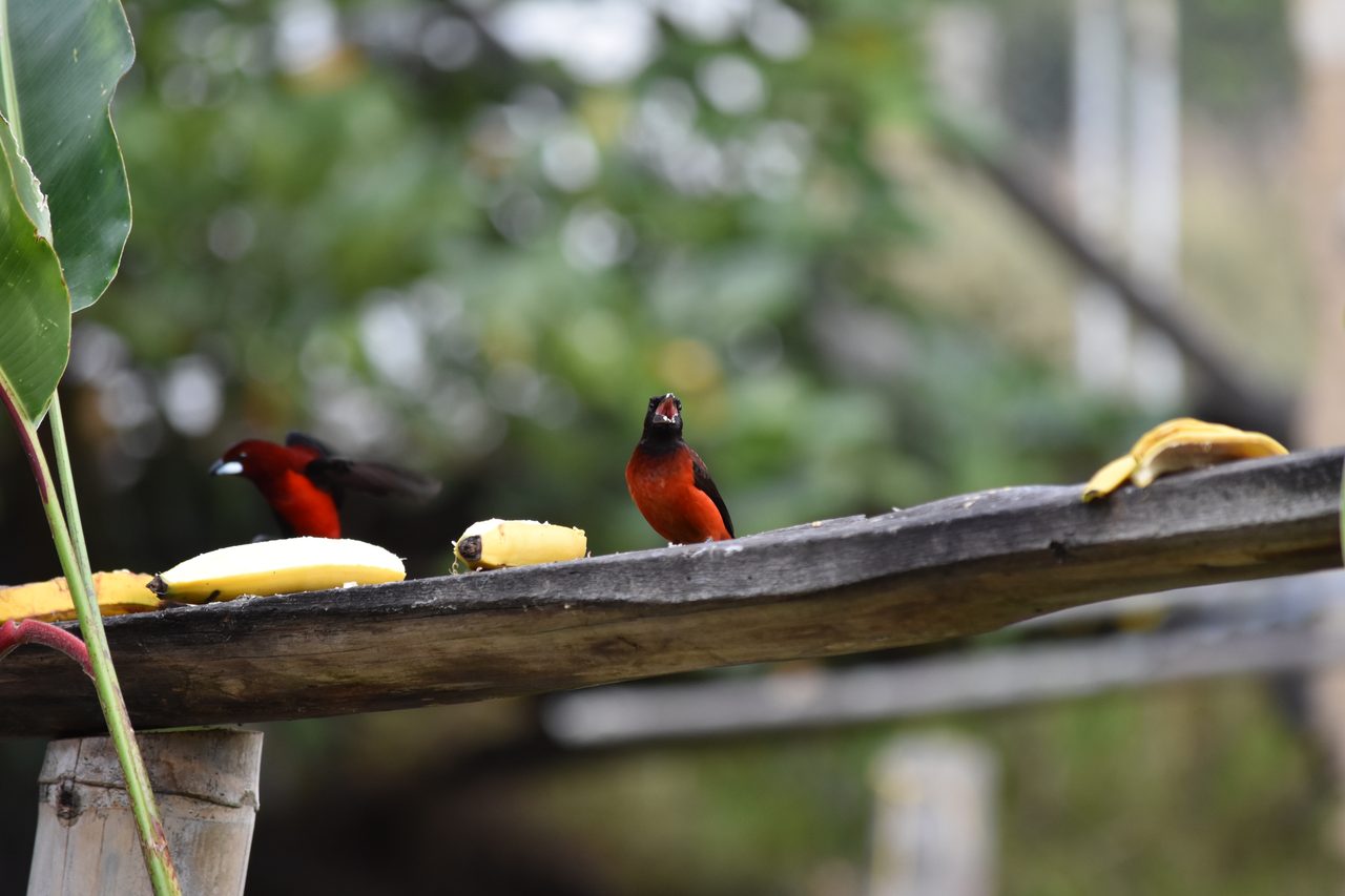 Escape the city and spend the weekend visiting Cerro Quininí, Tibacuy, just outside of Bogotá