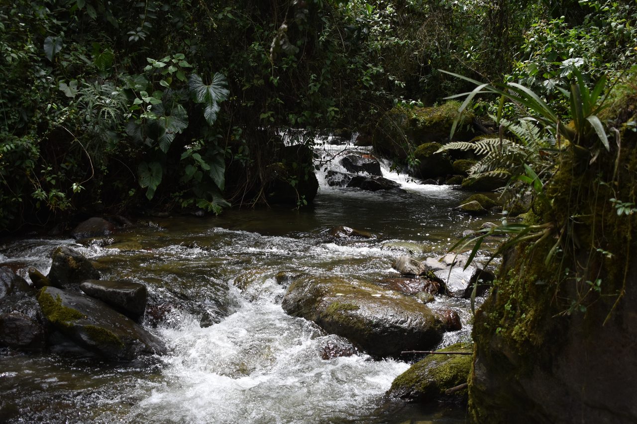 Valle de Cocora, Salento and Pereira – and how arrive on bus from Bogotá