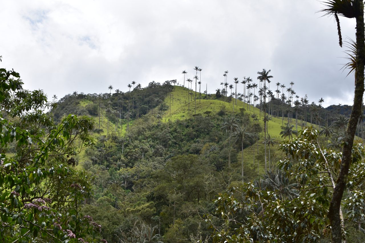 Valle de Cocora, Salento and Pereira – and how arrive on bus from Bogotá