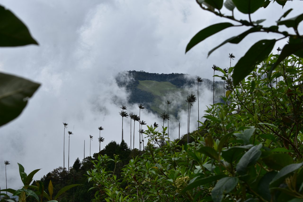 Valle de Cocora, Salento and Pereira – and how arrive on bus from Bogotá