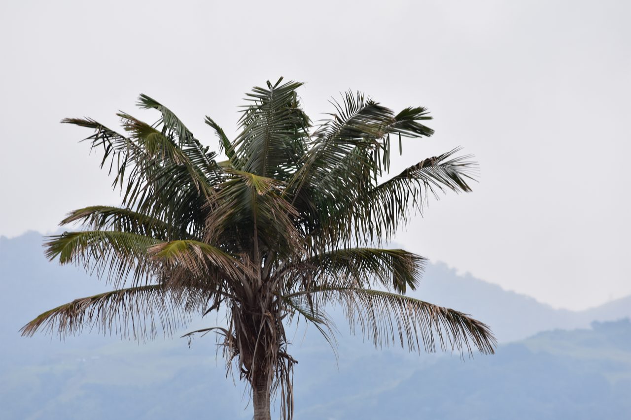 Valle de Cocora, Salento and Pereira – and how arrive on bus from Bogotá