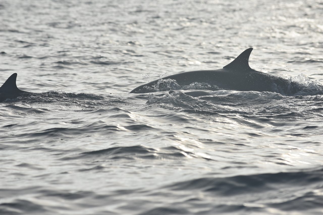 Dolphin Boat Tour and The Laguna de Manialtepec, Puerto Escondido
