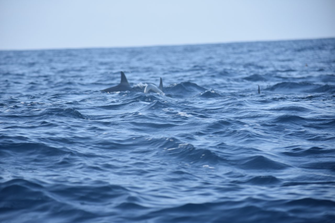 Dolphin Boat Tour and The Laguna de Manialtepec, Puerto Escondido