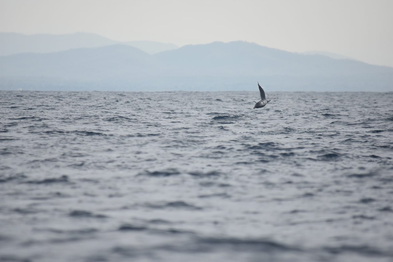 Dolphin Boat Tour and The Laguna de Manialtepec, Puerto Escondido