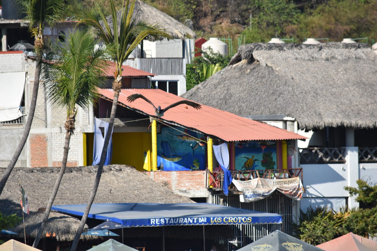 Dolphin Boat Tour and The Laguna de Manialtepec, Puerto Escondido