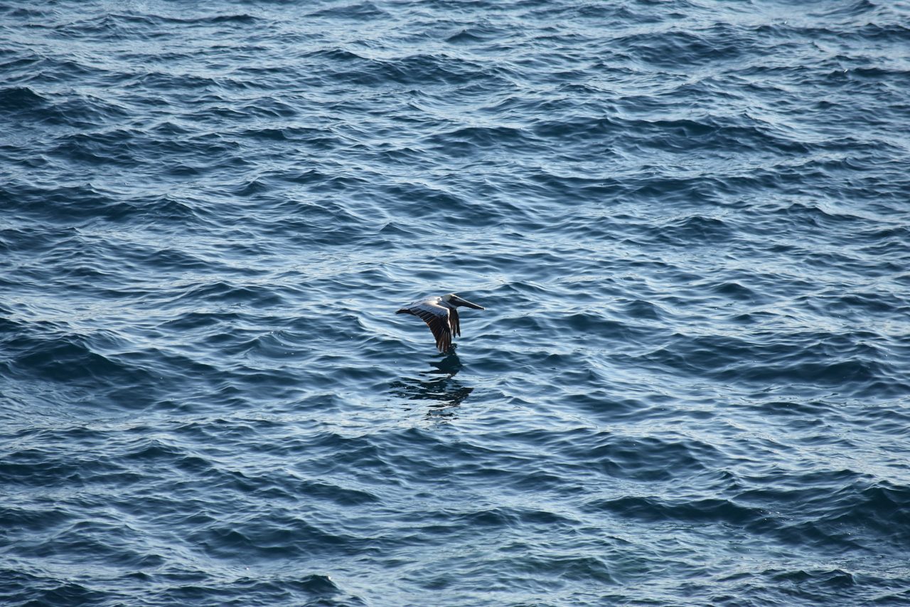 Dolphin Boat Tour and The Laguna de Manialtepec, Puerto Escondido