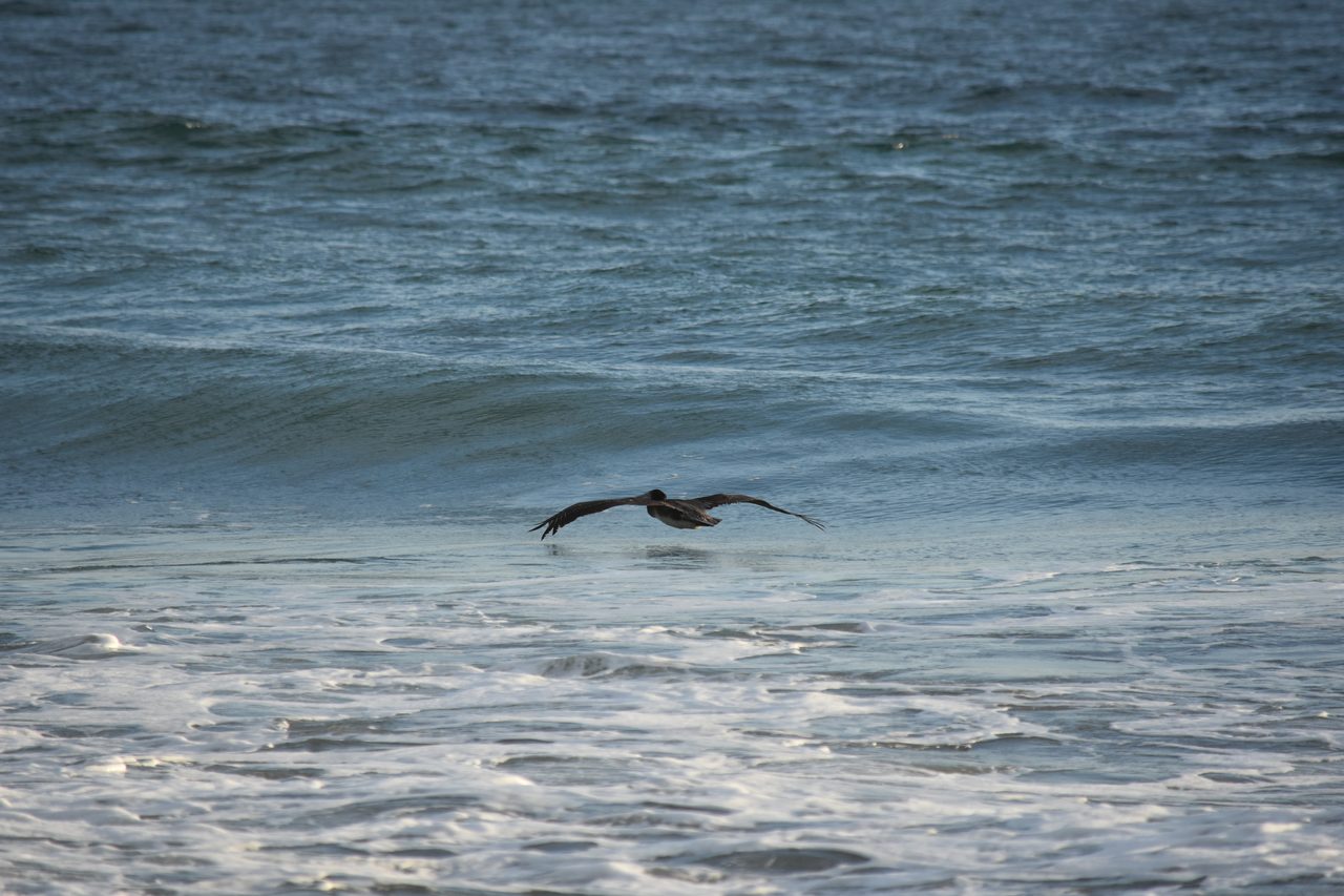 Dolphin Boat Tour and The Laguna de Manialtepec, Puerto Escondido