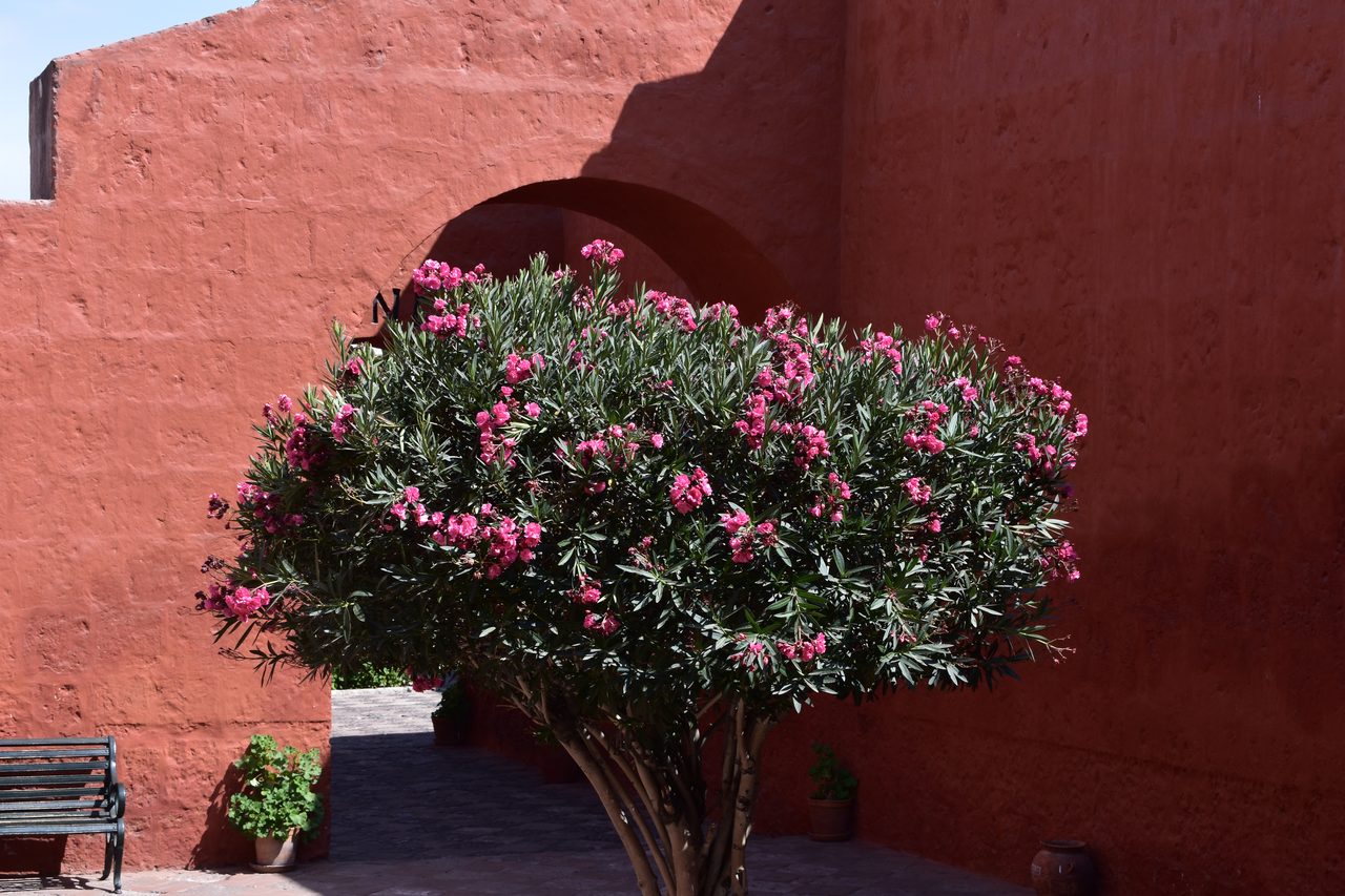 Arequipa and the Monasterio de Santa Catalina