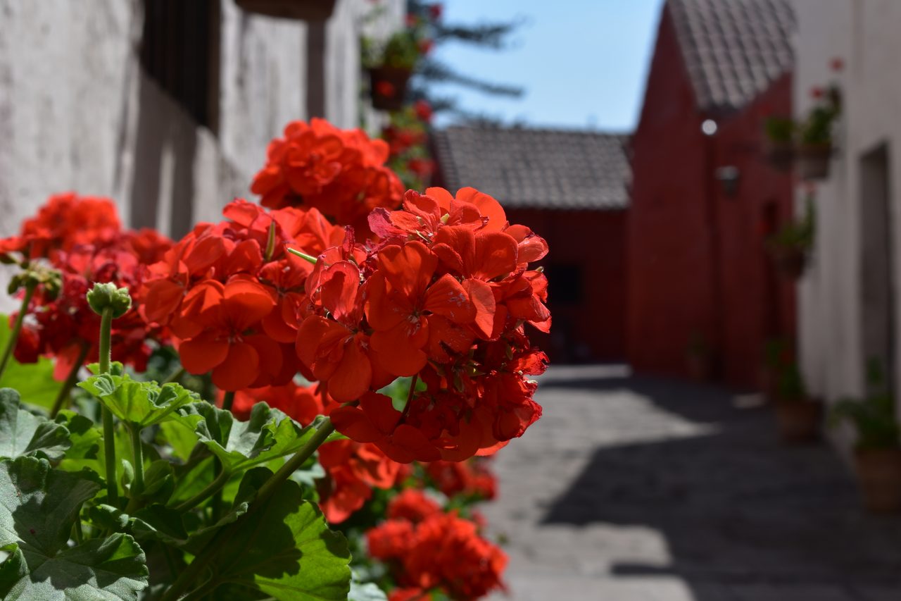 Arequipa and the Monasterio de Santa Catalina