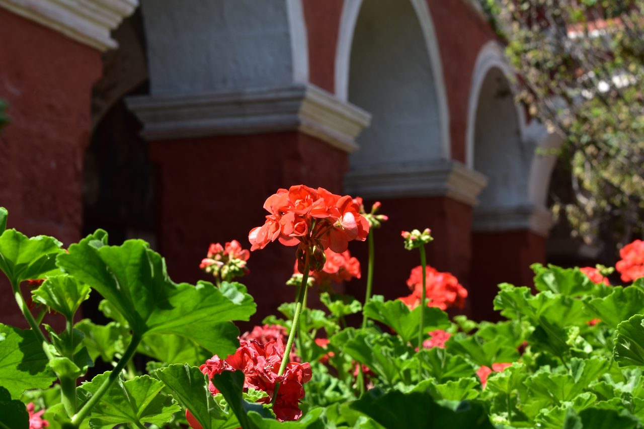 Arequipa and the Monasterio de Santa Catalina