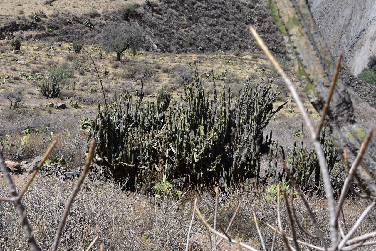 Colca Canyon