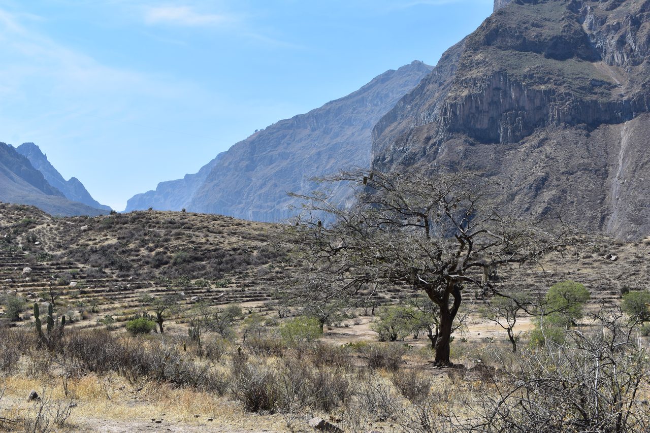 Colca Canyon