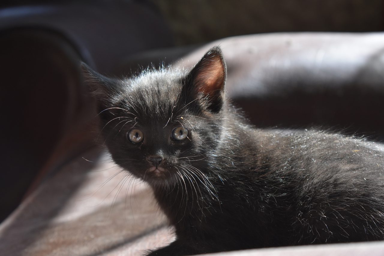 Colca Canyon