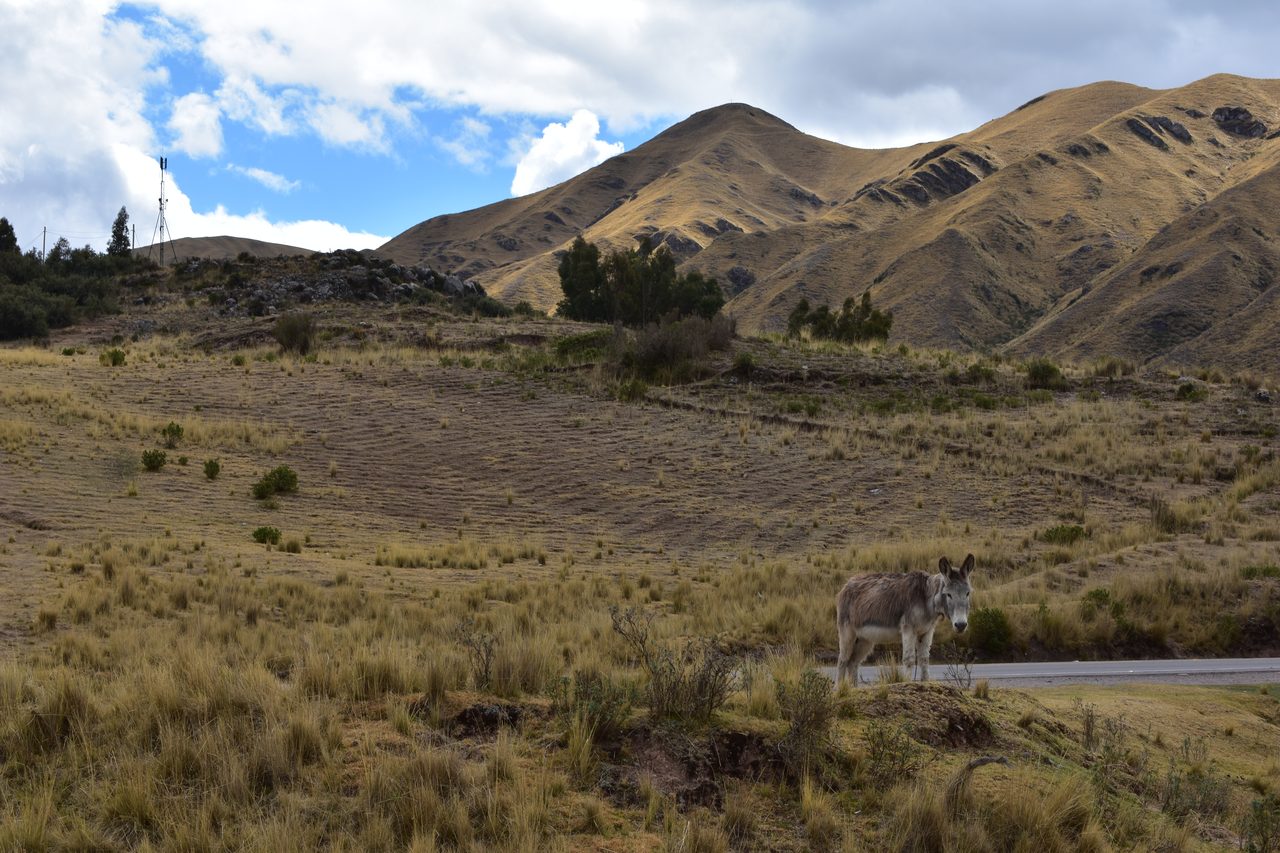 Cusco, Sacsayhuaman, Q’enqo, Chuspiyoq, Puka Pukara and Tambomachay