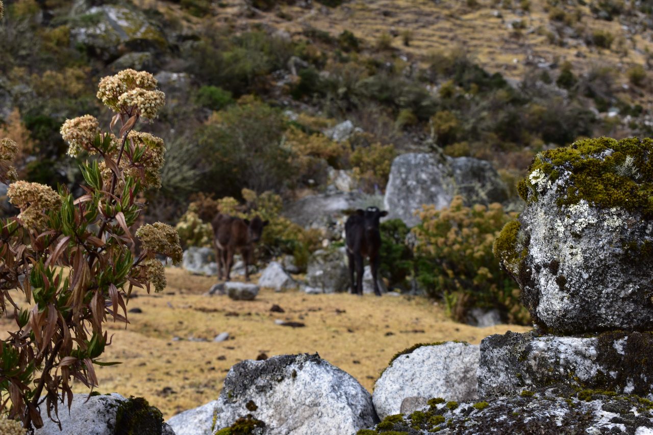 Santa Cruz Trek, Huaruz (Days 1 & 2)