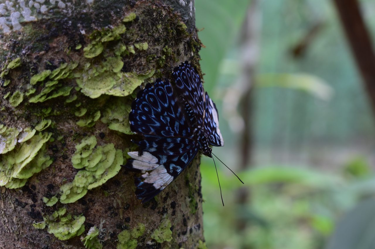 Chullachaqui Eco Lodge Amazon tour, Iquitos