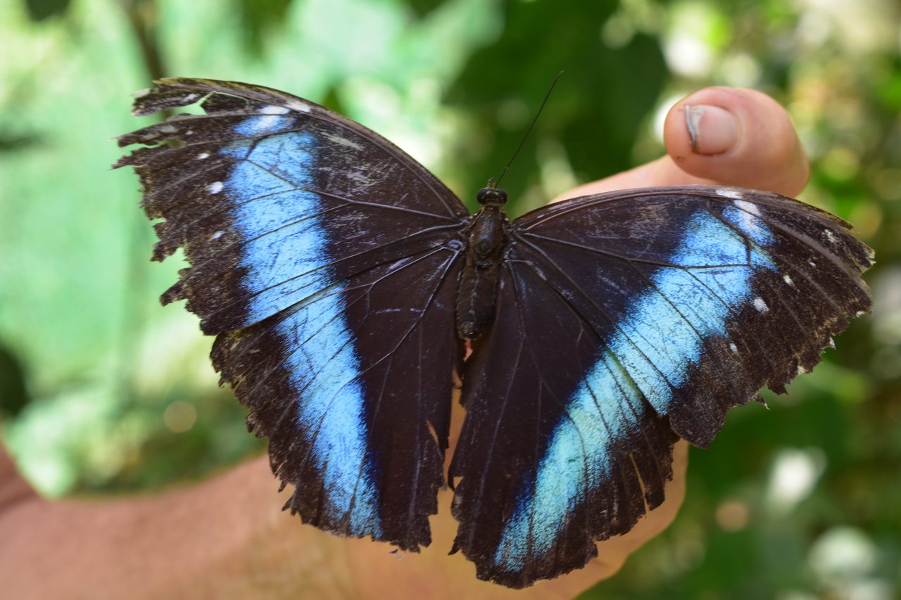 Iquitos, Mariposario Pilpintuwasi and returning to Lima