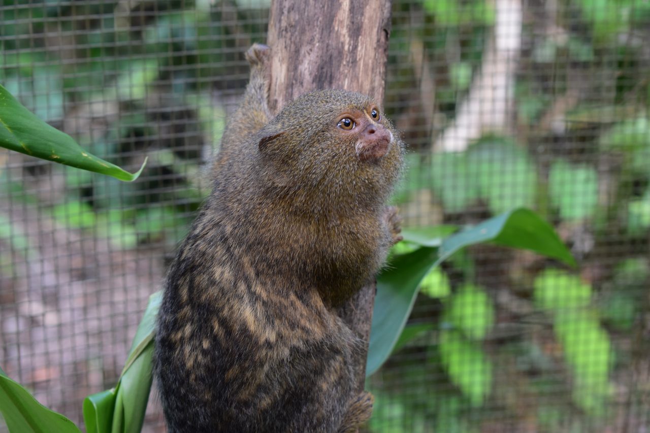 Iquitos, Mariposario Pilpintuwasi and returning to Lima