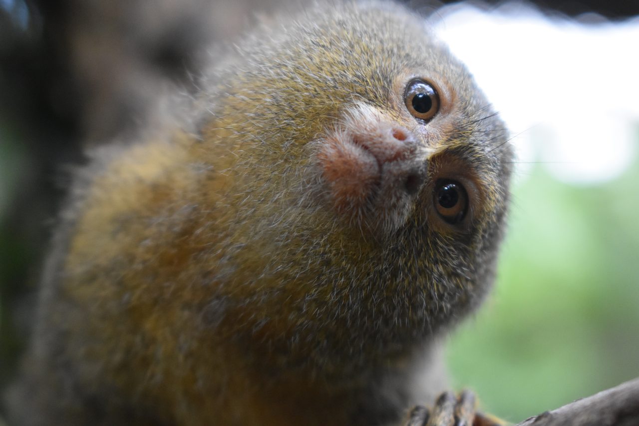 Iquitos, Mariposario Pilpintuwasi and returning to Lima