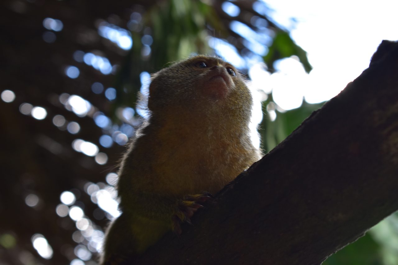 Chullachaqui Eco Lodge Amazon tour, Iquitos
