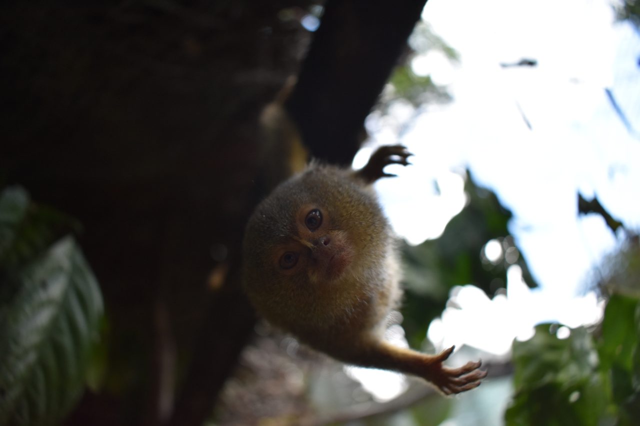 Iquitos, Mariposario Pilpintuwasi and returning to Lima