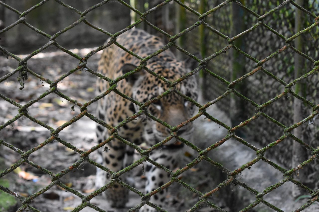 Iquitos, Mariposario Pilpintuwasi and returning to Lima