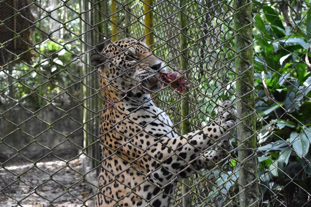 Chullachaqui Eco Lodge Amazon tour, Iquitos