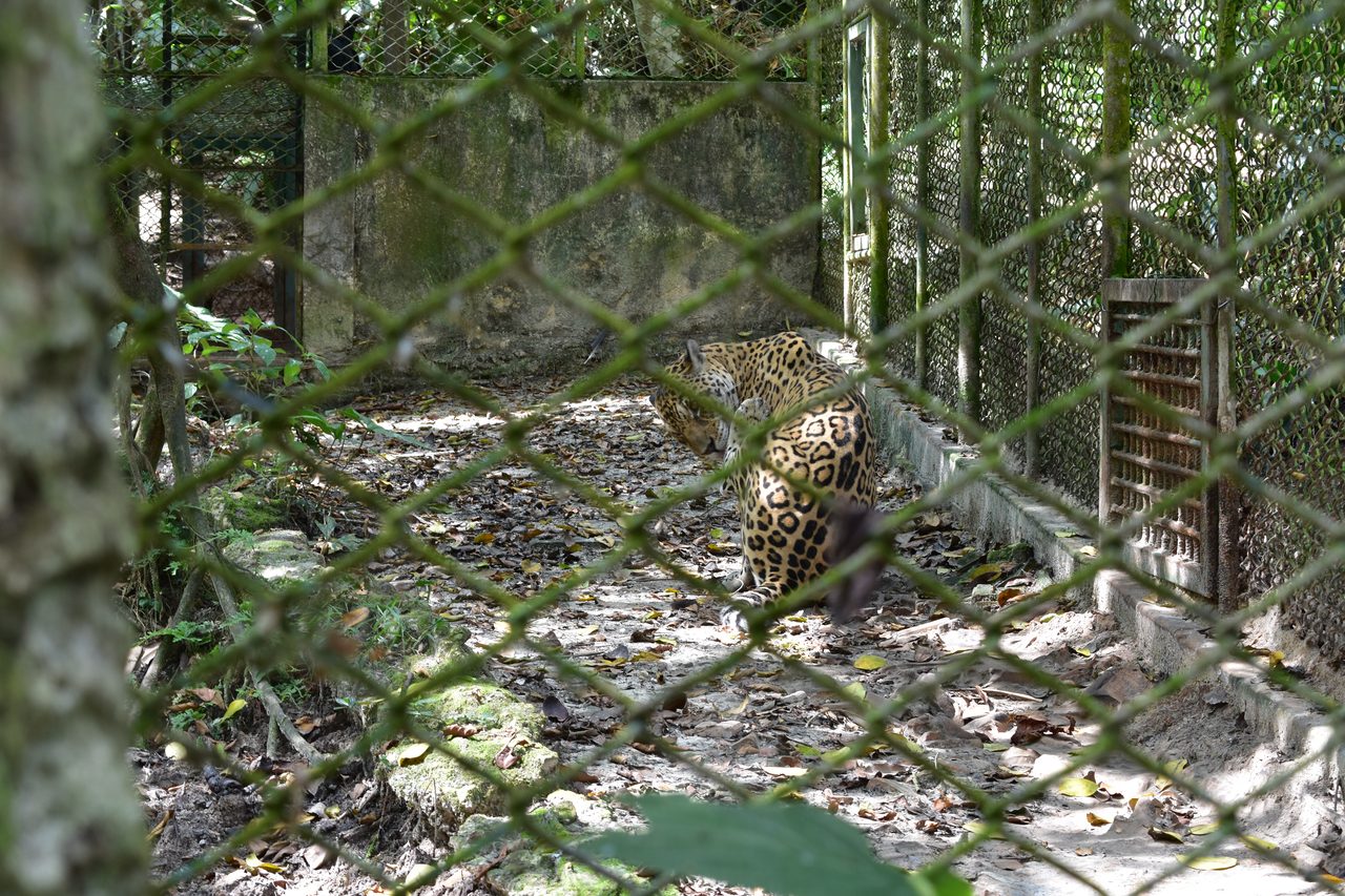 Chullachaqui Eco Lodge Amazon tour, Iquitos
