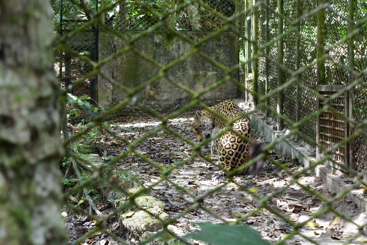Chullachaqui Eco Lodge Amazon tour, Iquitos