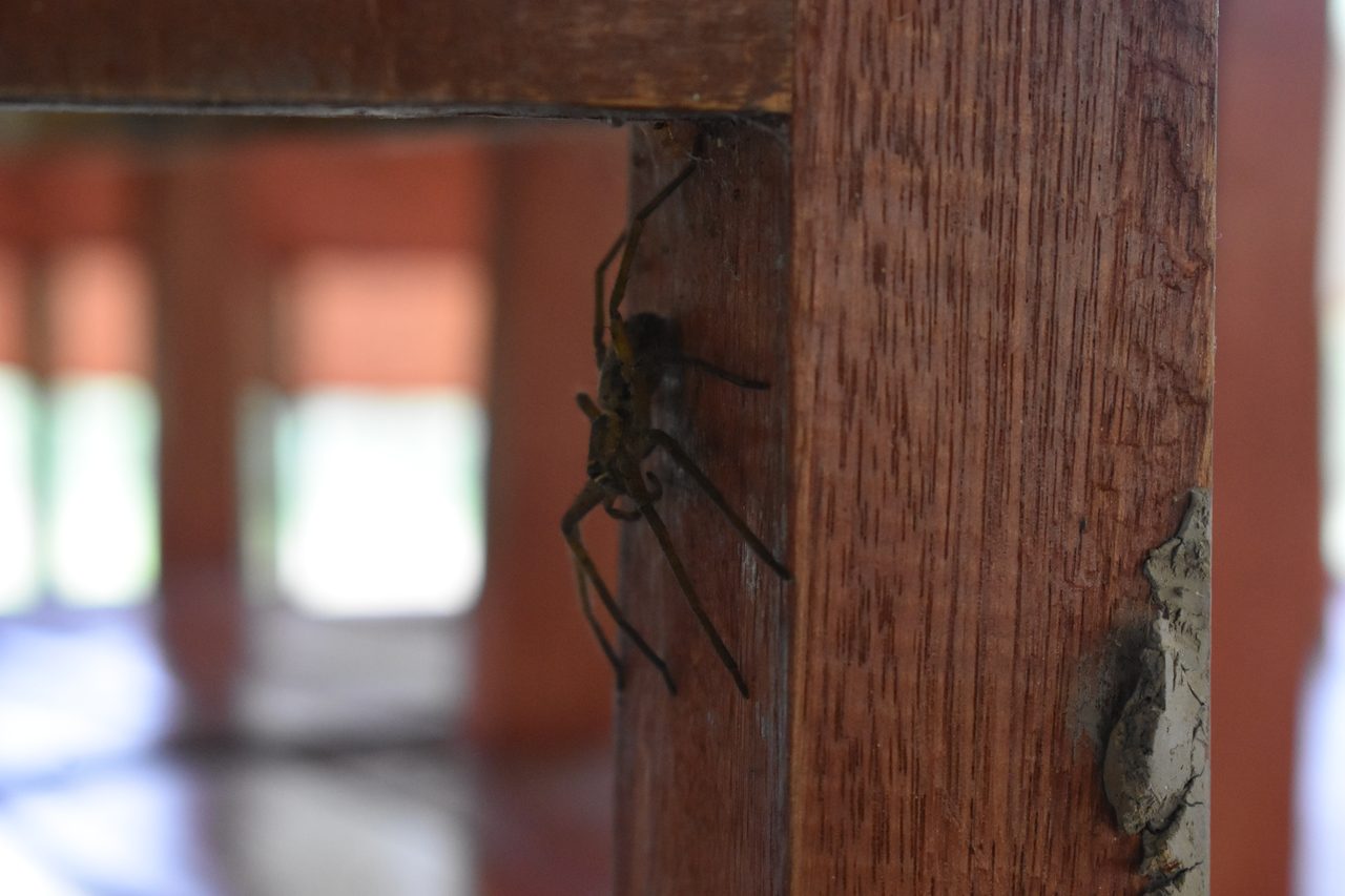 Chullachaqui Eco Lodge Amazon tour, Iquitos