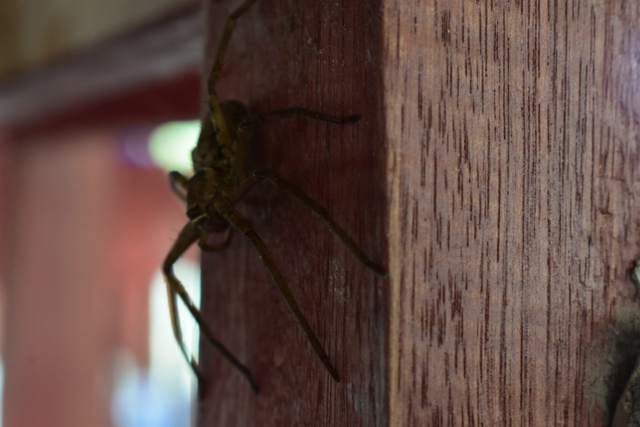 Chullachaqui Eco Lodge Amazon tour, Iquitos