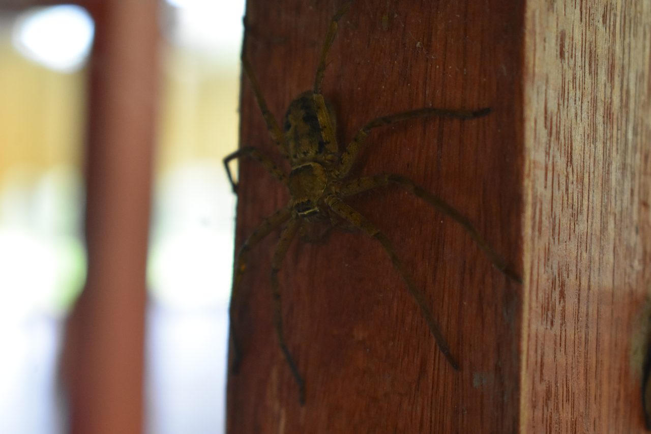 Chullachaqui Eco Lodge Amazon tour, Iquitos