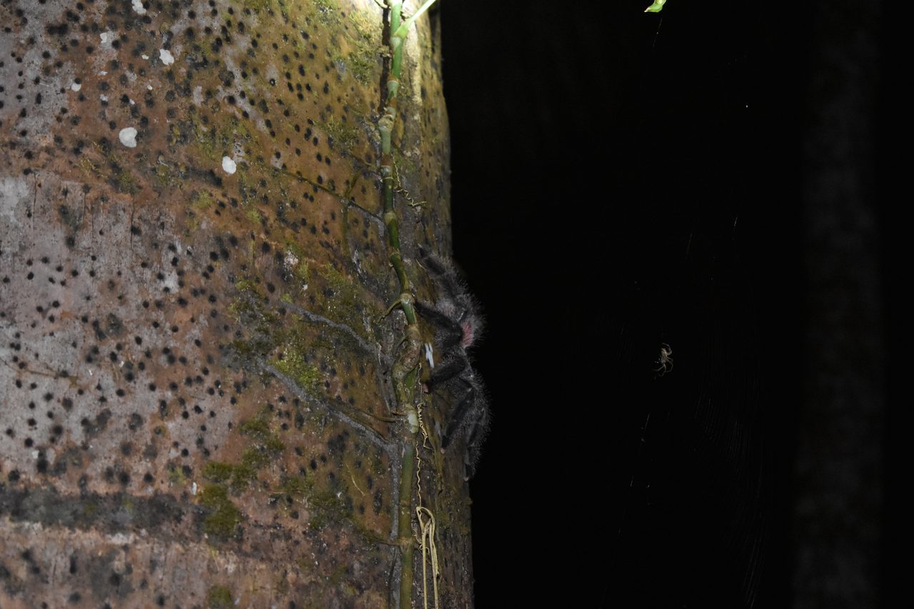 Chullachaqui Eco Lodge Amazon tour, Iquitos