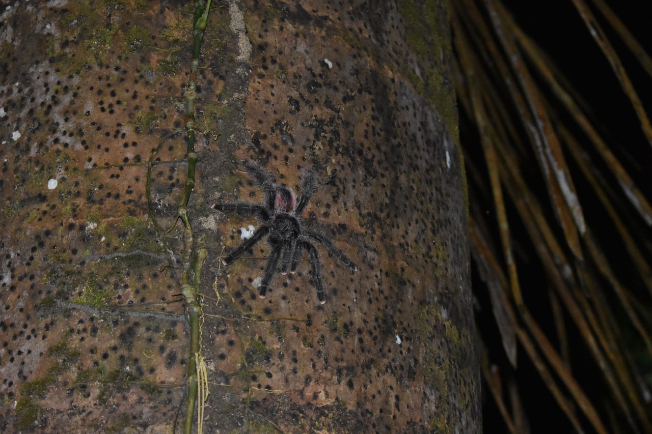 Chullachaqui Eco Lodge Amazon tour, Iquitos
