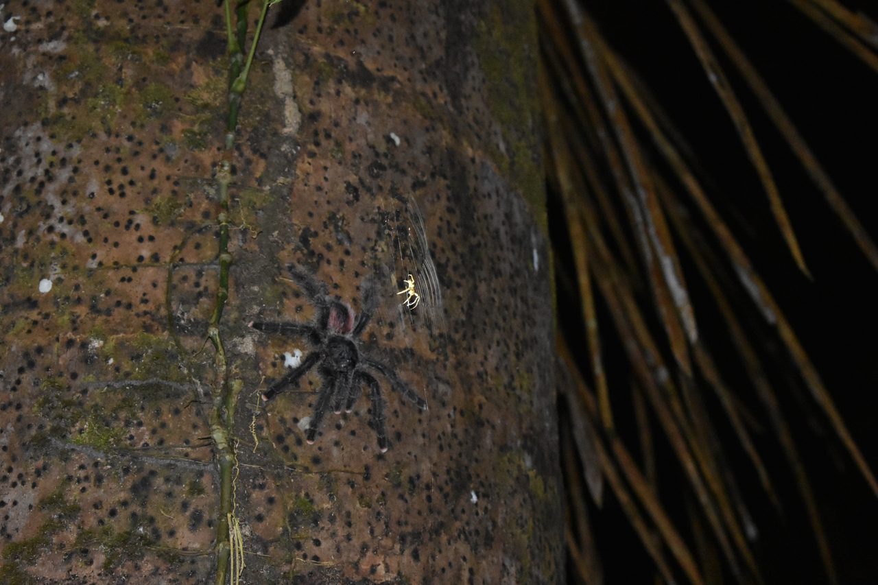 Chullachaqui Eco Lodge Amazon tour, Iquitos