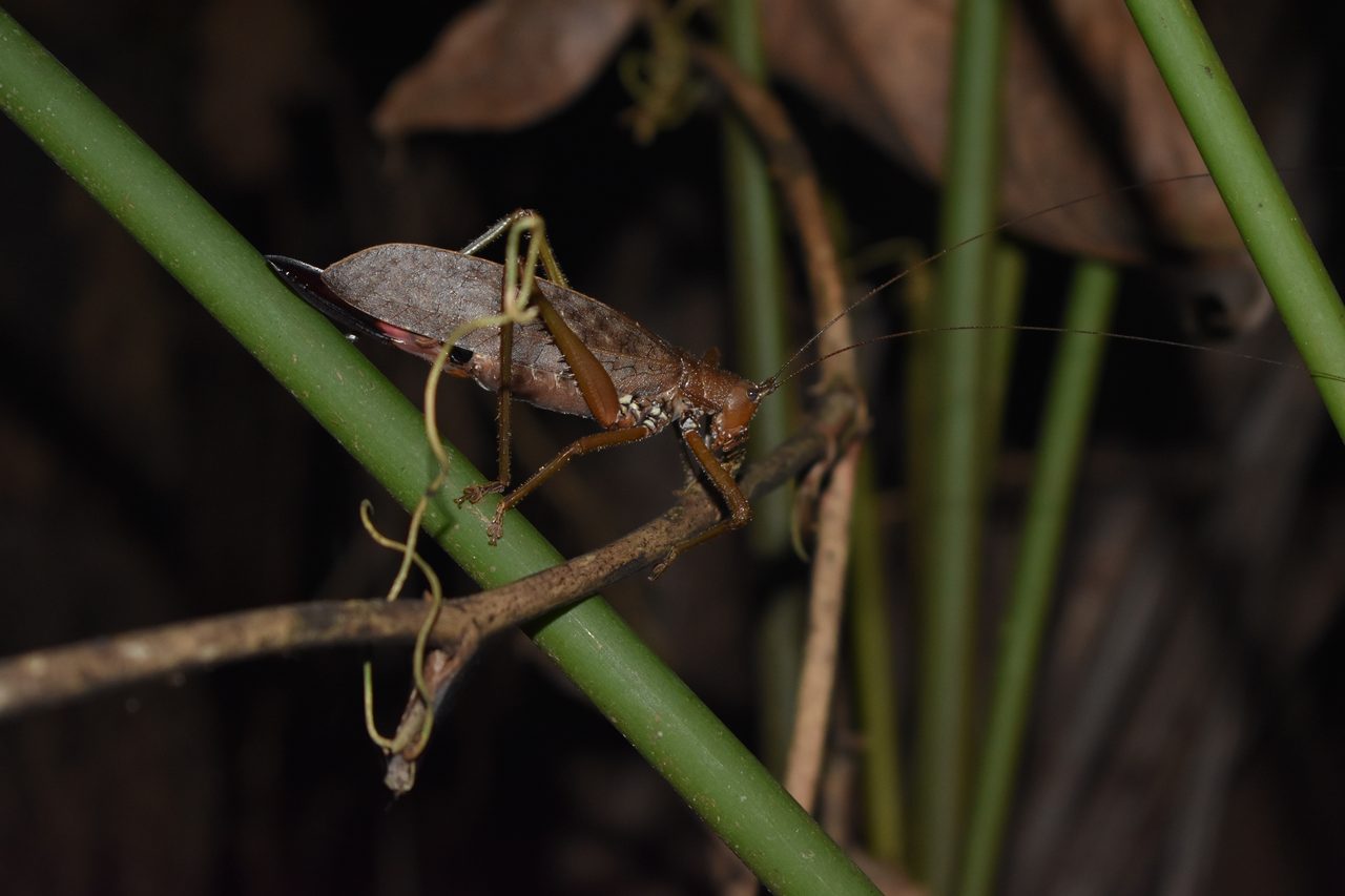 Chullachaqui Eco Lodge Amazon tour, Iquitos