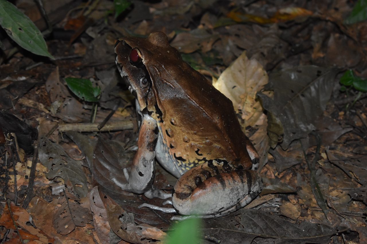 Chullachaqui Eco Lodge Amazon tour, Iquitos