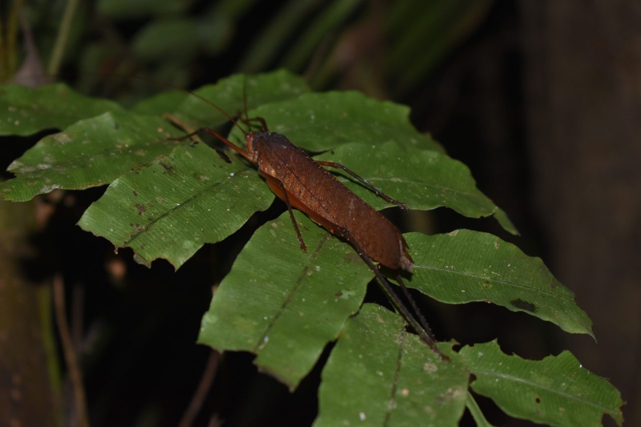 Chullachaqui Eco Lodge Amazon tour, Iquitos