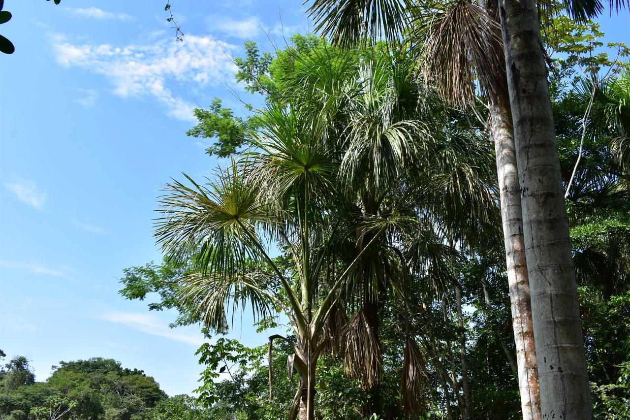 Chullachaqui Eco Lodge Amazon tour, Iquitos