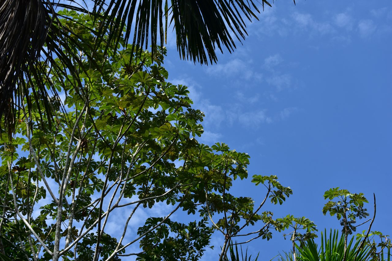 Chullachaqui Eco Lodge Amazon tour, Iquitos