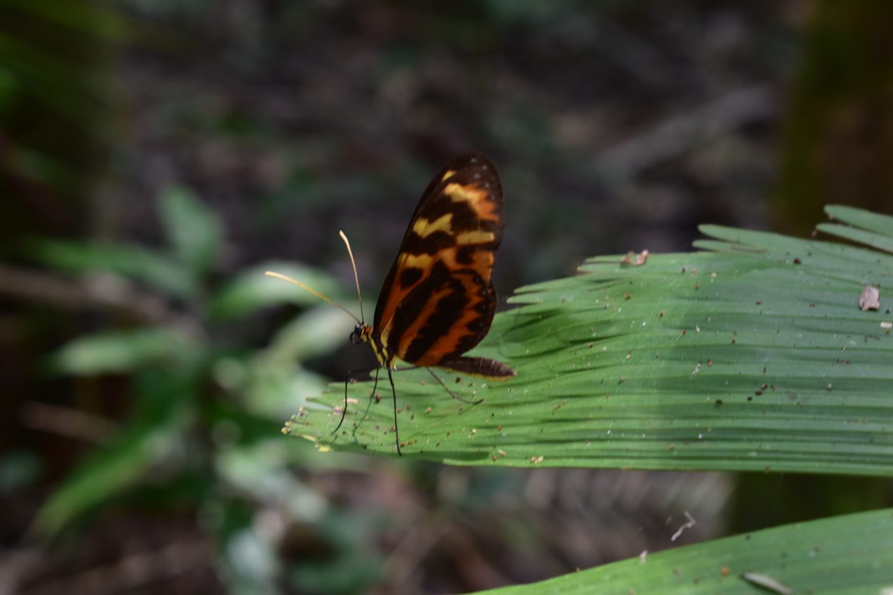 Chullachaqui Eco Lodge Amazon tour, Iquitos