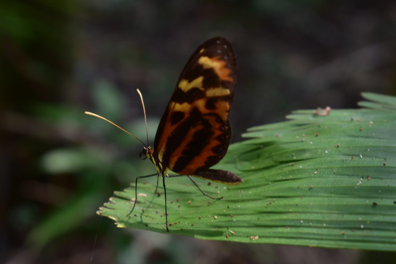 Chullachaqui Eco Lodge Amazon tour, Iquitos
