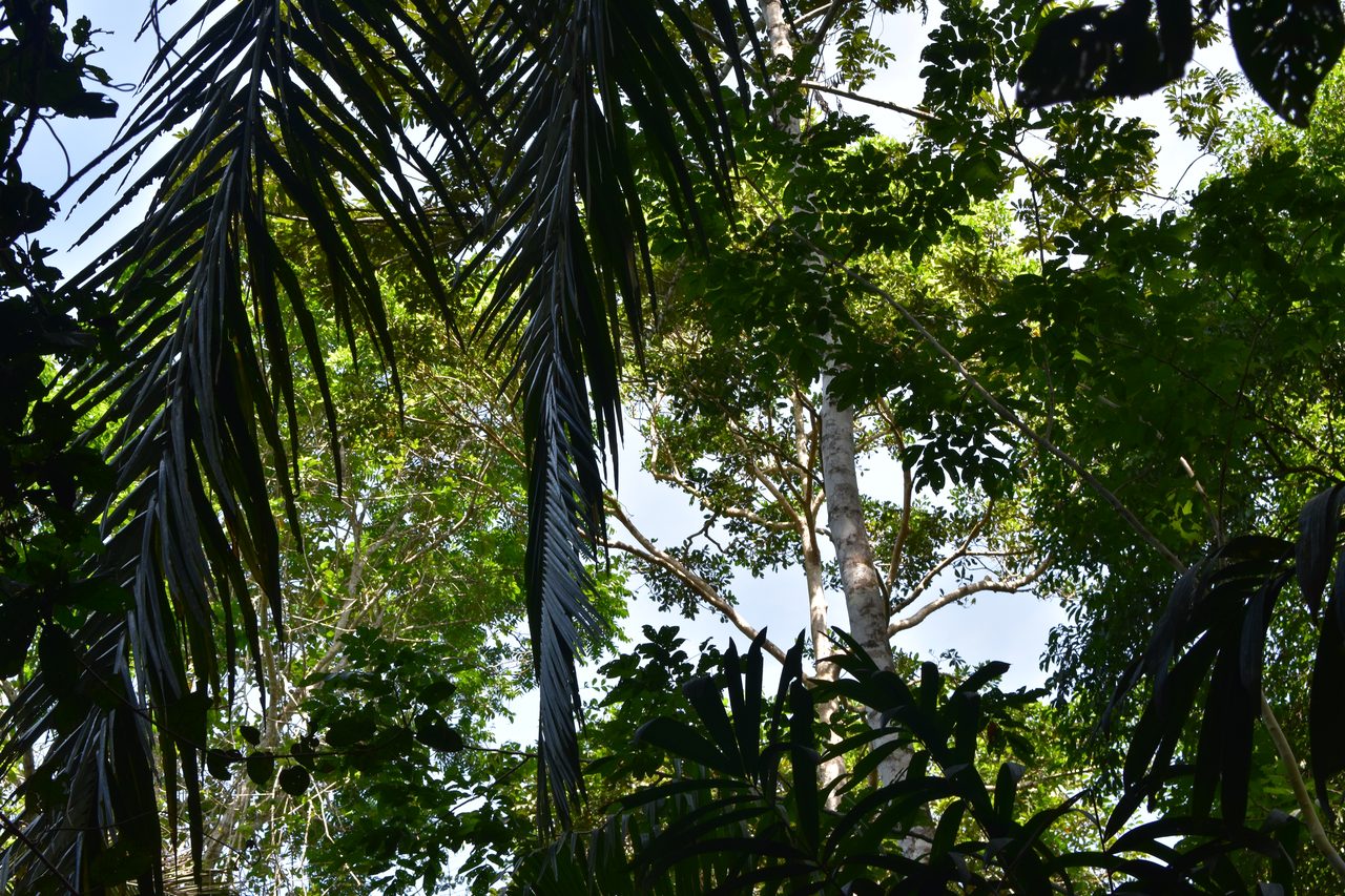 Chullachaqui Eco Lodge Amazon tour, Iquitos
