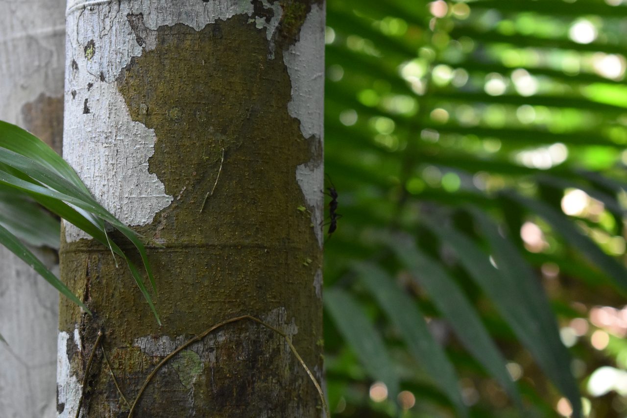 Chullachaqui Eco Lodge Amazon tour, Iquitos