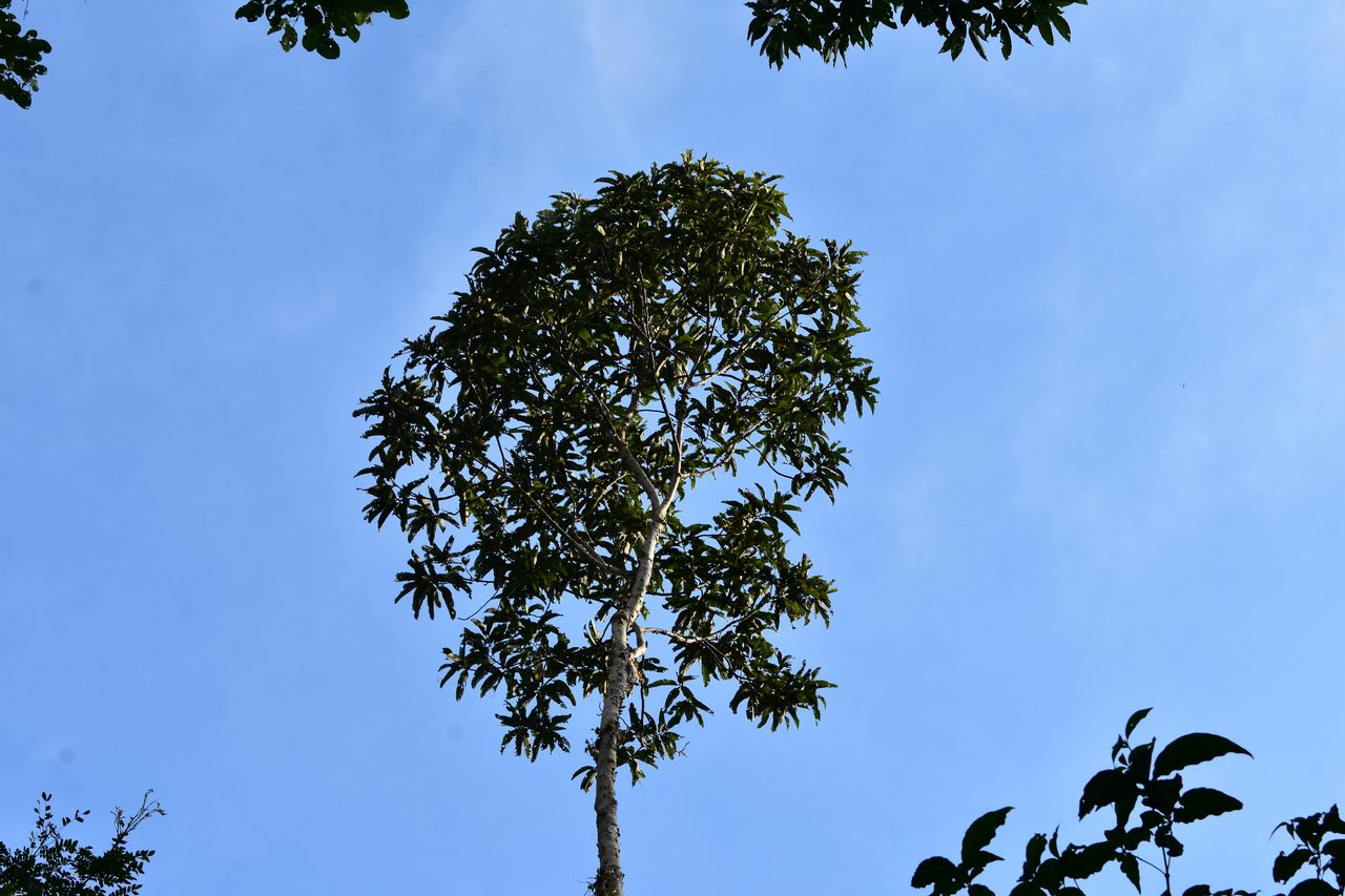 Chullachaqui Eco Lodge Amazon tour, Iquitos