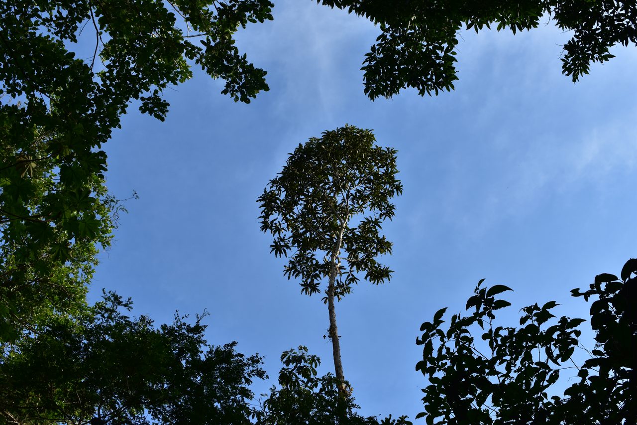 Chullachaqui Eco Lodge Amazon tour, Iquitos