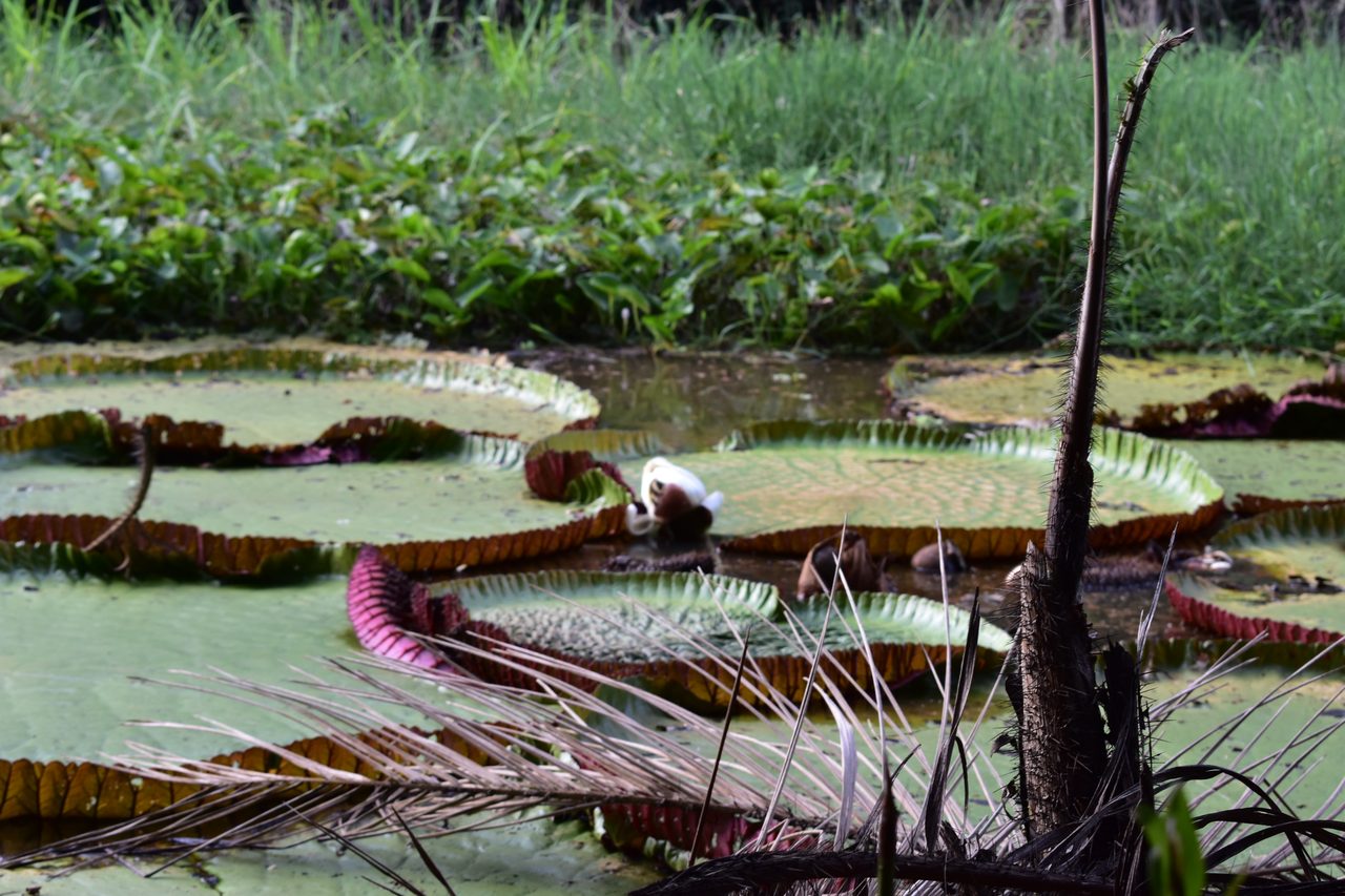 Chullachaqui Eco Lodge Amazon tour, Iquitos